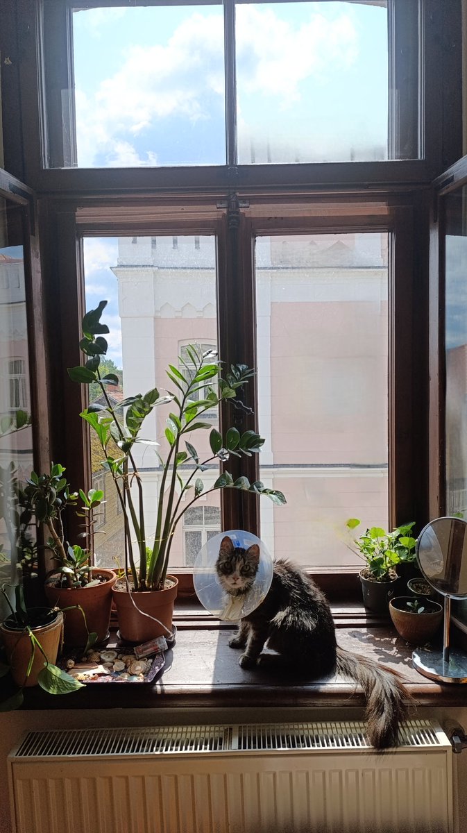 Kas šis par istabas augu?