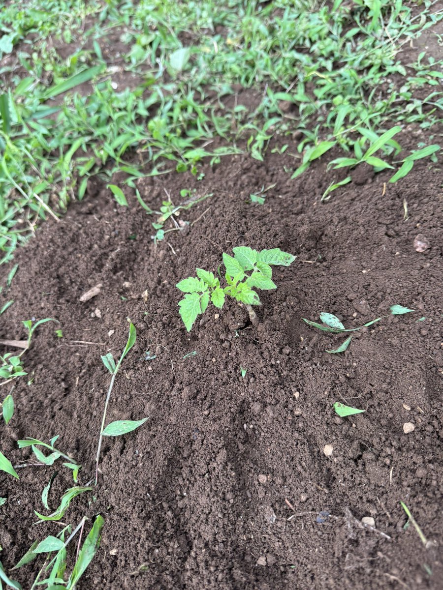 T_TRAMONE's tweet photo. 4月の終わりに蒔いた種が今発芽して苗サイズになっててビビる畑初心��です https://t.co/BKsBPuoc7k