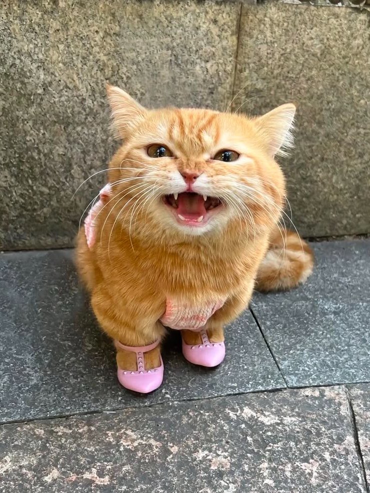 The Cats 𝕏 tweet media