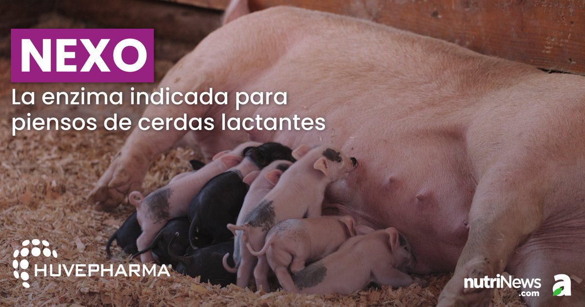 #HuvezymneXo es una carbohidrasa desarrollada por #Huvepharma que mejora la digestión de fibras en #cerdas lactantes, permitiendo una mayor obtención de energía del almidón 🐷
Artículo disponible en 🔗 nutrinews.com/huvezym-nexo-e…