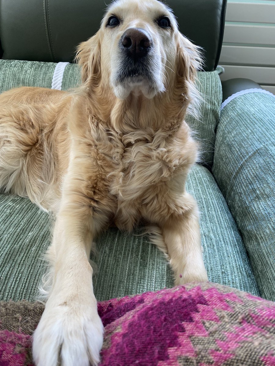 <a href="/PipTheDog5/">Pip the Golden Retriever 🌈</a> We all miss you gorgeous pip xx