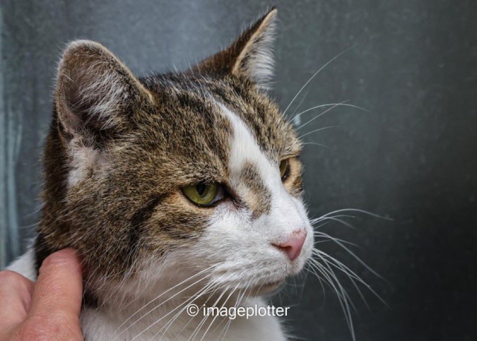 There are some days when the news can be overwhelming and leave you feeling sad and afraid. Today is one of them. 
Try to remember that the good in the world has always outnumbered the bad, stroke a cat and enjoy the sunshine x
(Pic <a href="/imageplotter/">Chris 🕷🐦</a>)