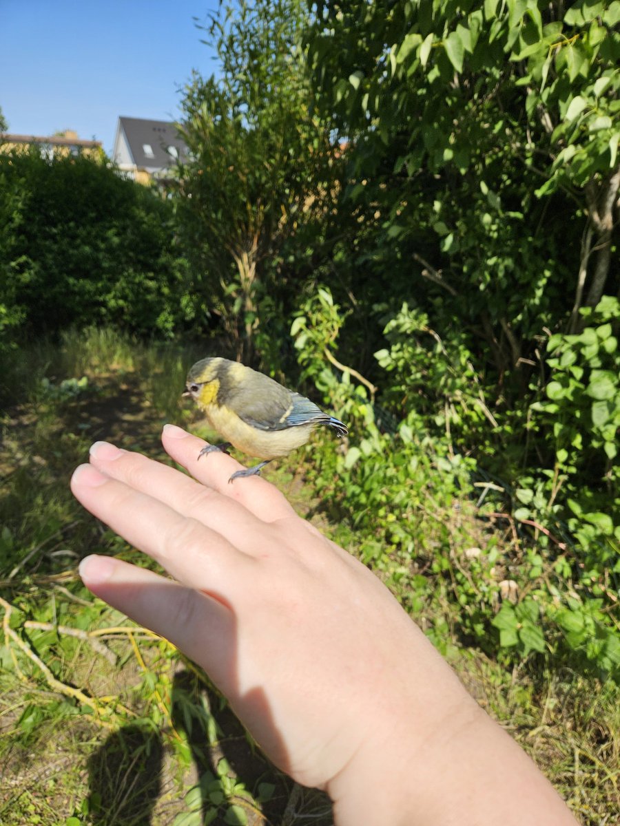 Don't think this is mommy, but we made new bird friends!