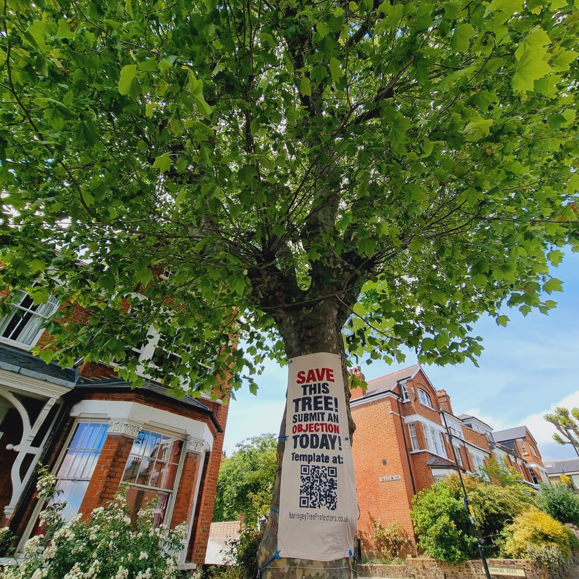Paul Wood 🌳 (@thestreettree) on Twitter photo Meet the Oakfield Road Plane, a tree threatened with felling in north London.
I asked Dr Gio Iozzi of <a href="/JustPlaneNews/">Haringey Tree Protectors</a> to write a piece for my Substack about a tree which has become the focal point, and potential test case for local authorities' new duty to consult. 🧵 Meet the Oakfield Road Plane, a tree threatened with felling in north London.
I asked Dr Gio Iozzi of <a href="/JustPlaneNews/">Haringey Tree Protectors</a> to write a piece for my Substack about a tree which has become the focal point, and potential test case for local authorities' new duty to consult. 🧵
