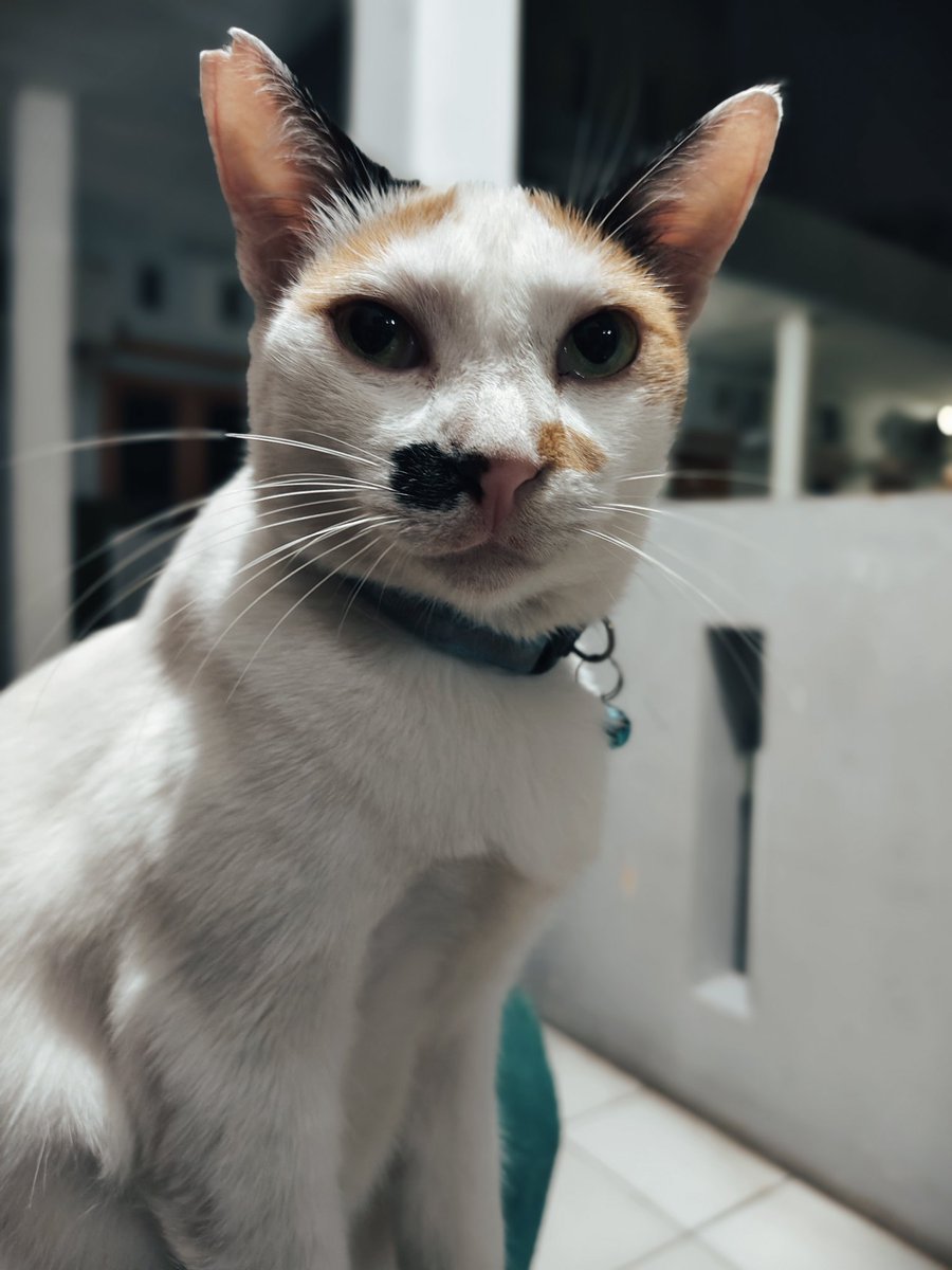 Handoko19735628's tweet photo. @KStogmuller Majikan gw, klo laper pake tampang melas 🤣🤣 *ayam https://t.co/FOyhNuGAn8