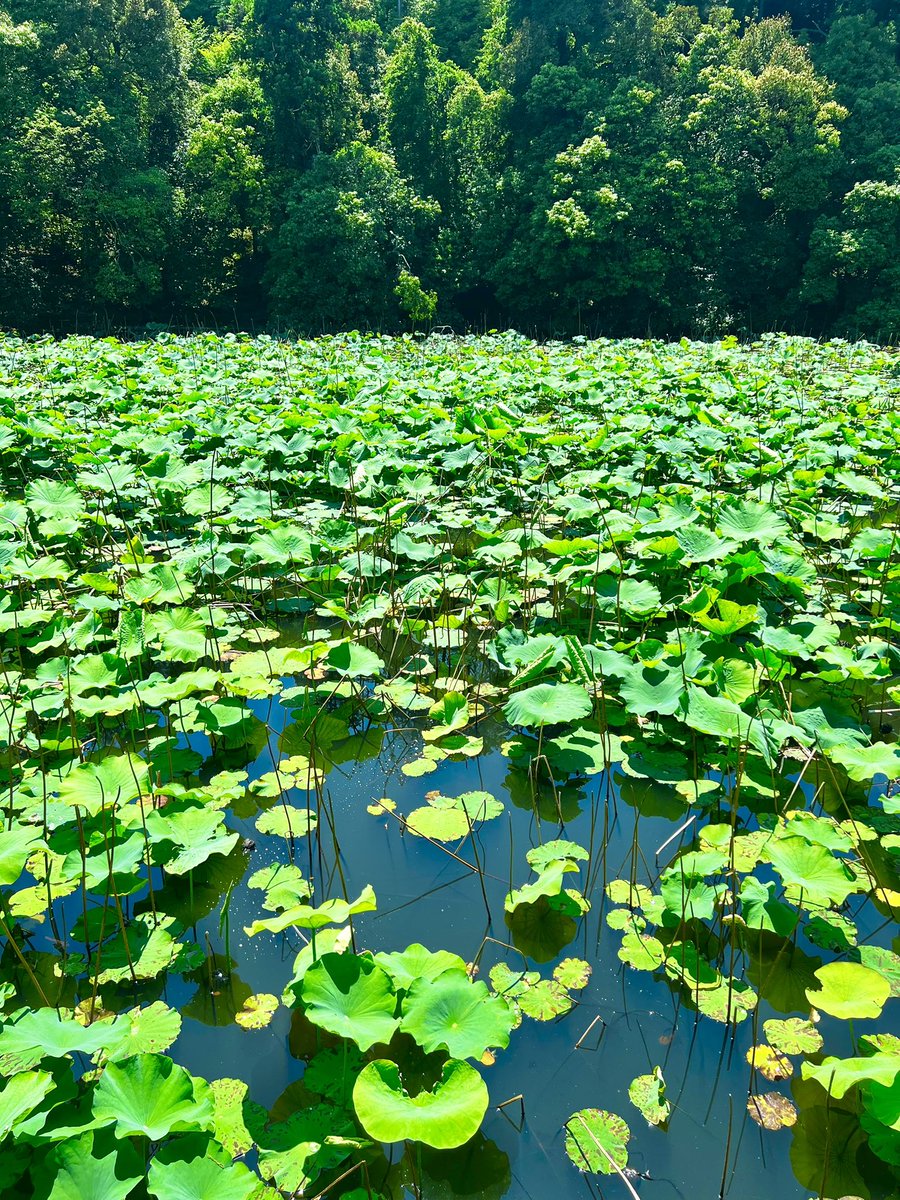 smallforestfarm's tweet image. 御髪神社の真菰の茅の輪の取り付けが完了しました。
八の字に潜って半年分の厄を祓い、無病息災を願いました。
沢山の方に潜っていただけたら嬉しいです⭐︎