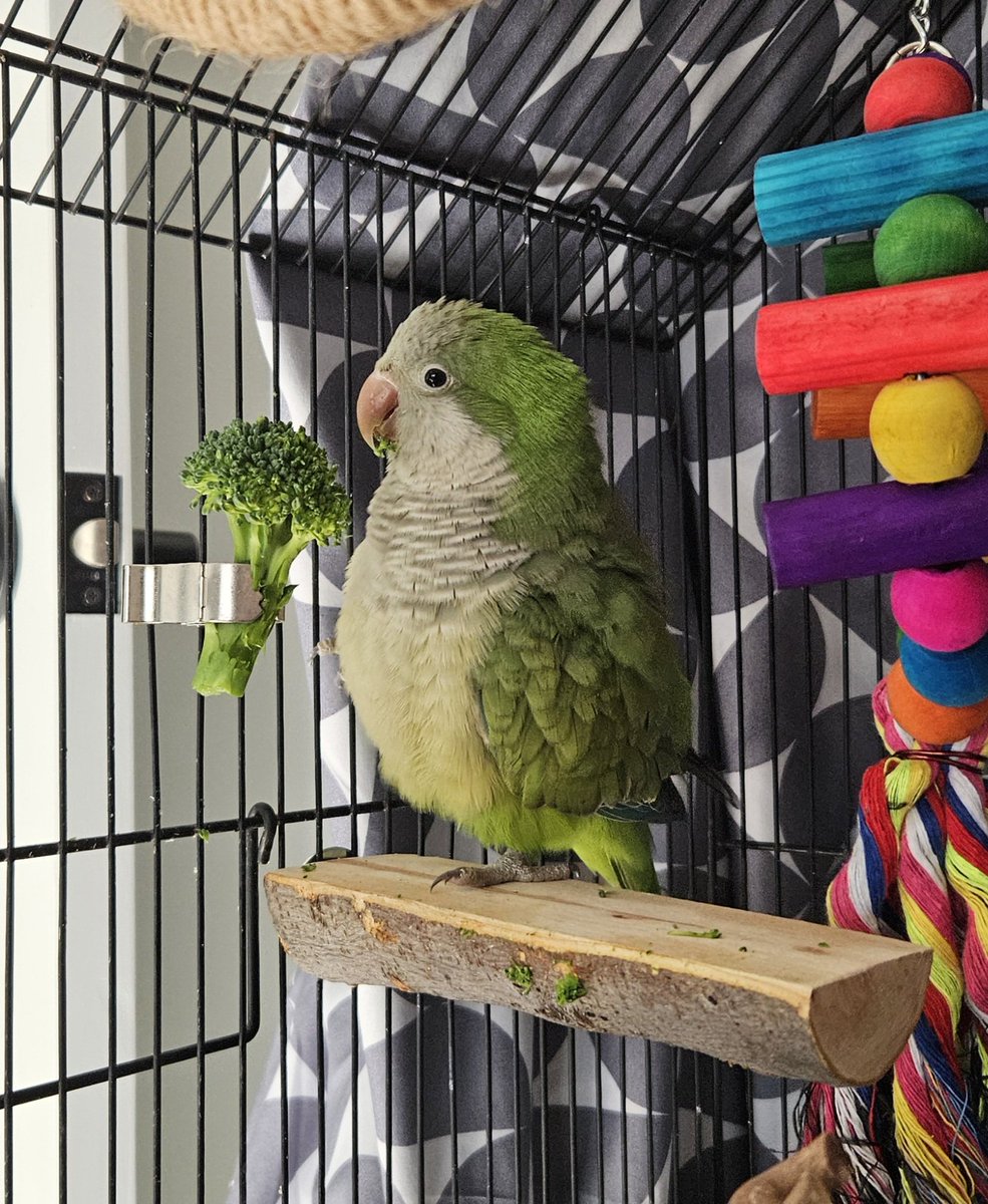 I am now a parrot parent 🦜