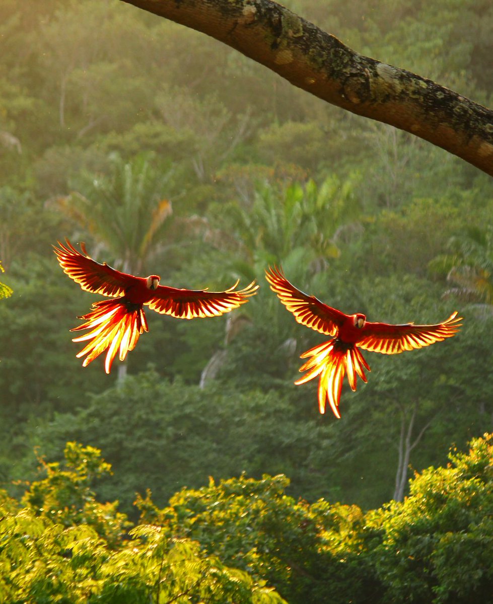 SoEarthen's tweet photo. Jungle #ScarletMacaws #Flight https://t.co/0vn6SbQOnb
