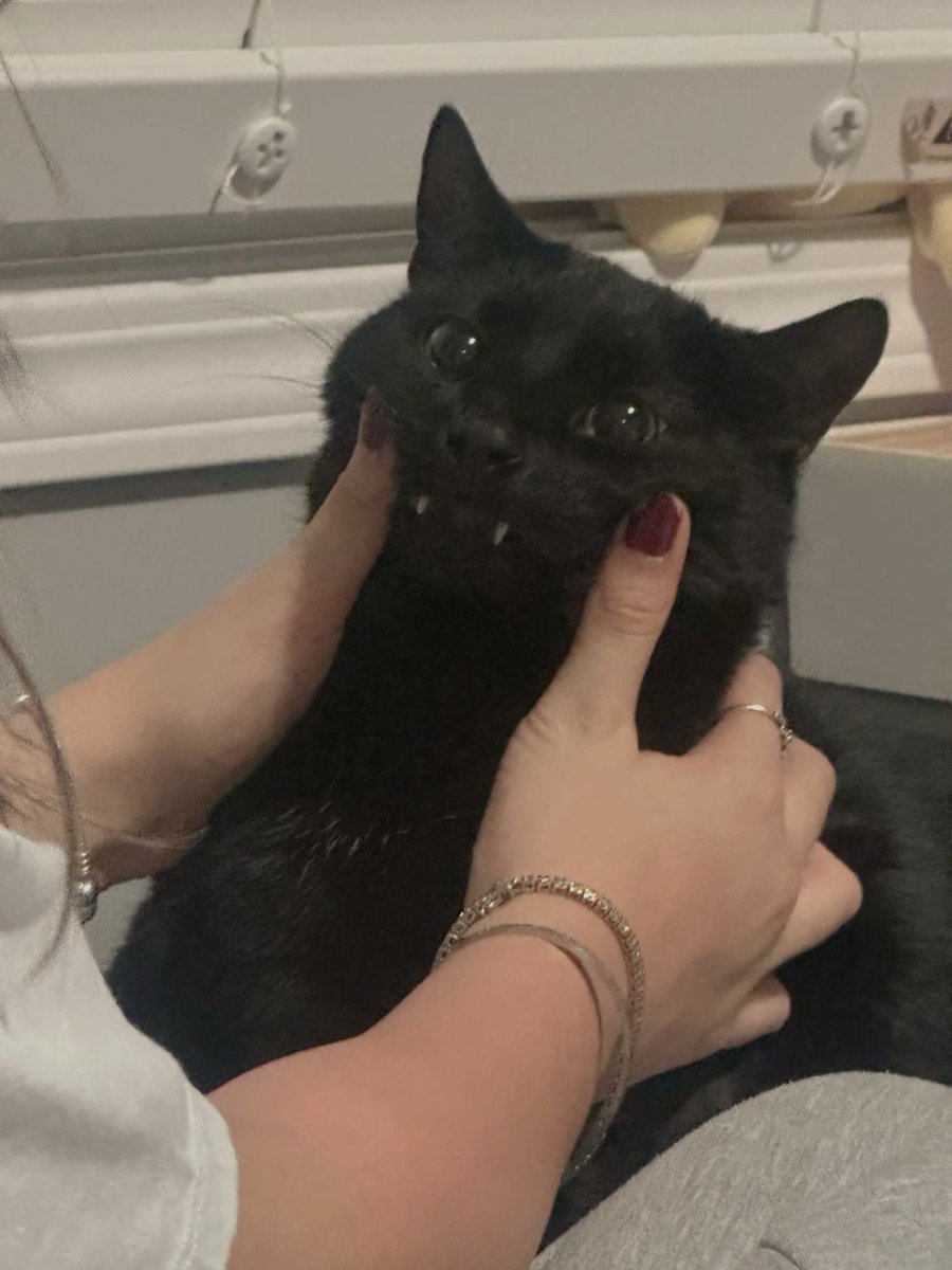 Black cats are not bad luck (@visualscat) on Twitter photo 