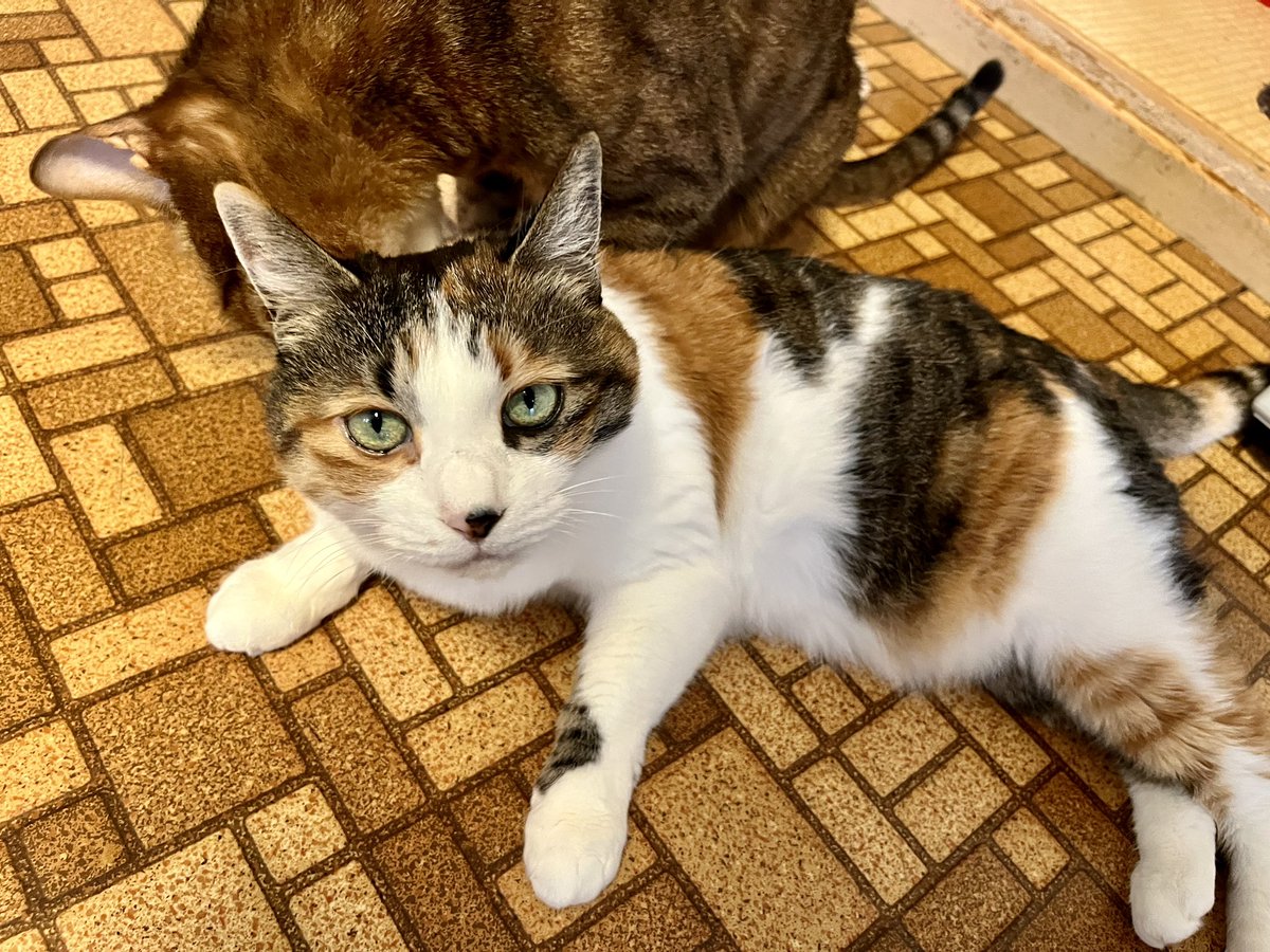 CharoFumi's tweet photo. お兄ちゃんは優しいのでペロペロしてくれます☺️ https://t.co/zPb6NdorOa