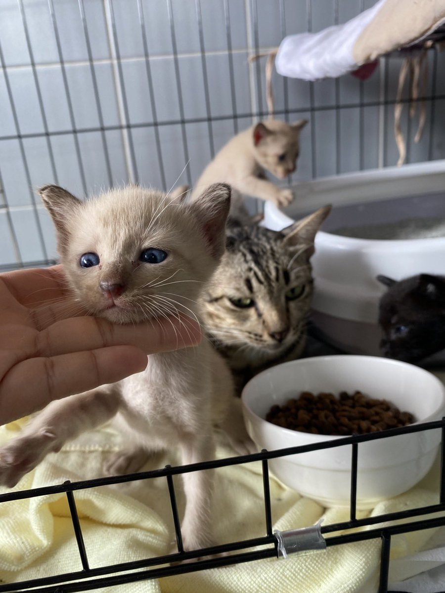 รับแมวเด็กไปเลี้ยงสักตัวมั้ยคะ เราเลี้ยงไม่ไหว น้องน่ารักเกิน 😝💘 ((น้องหาบ้านค่ะ))