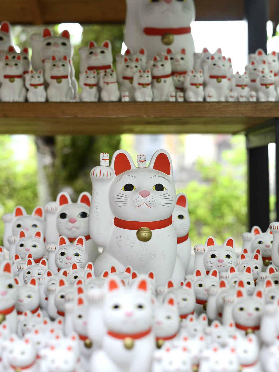 6月の豪徳寺は、深まりゆく緑と、しっとり澄んだ空気に包まれています。
門をくぐると漂う、やわらかなお香の香り。静かな境内には、今日もたくさんの招き猫たちの姿が。
いつきても心地よい場所、豪徳寺。

商店街を散策しながら、訪れてみてください。
#豪徳寺　#招き猫　#tokyobike