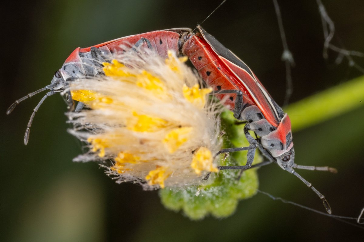 Michael Eisen (@mbeisen) on Twitter photo 