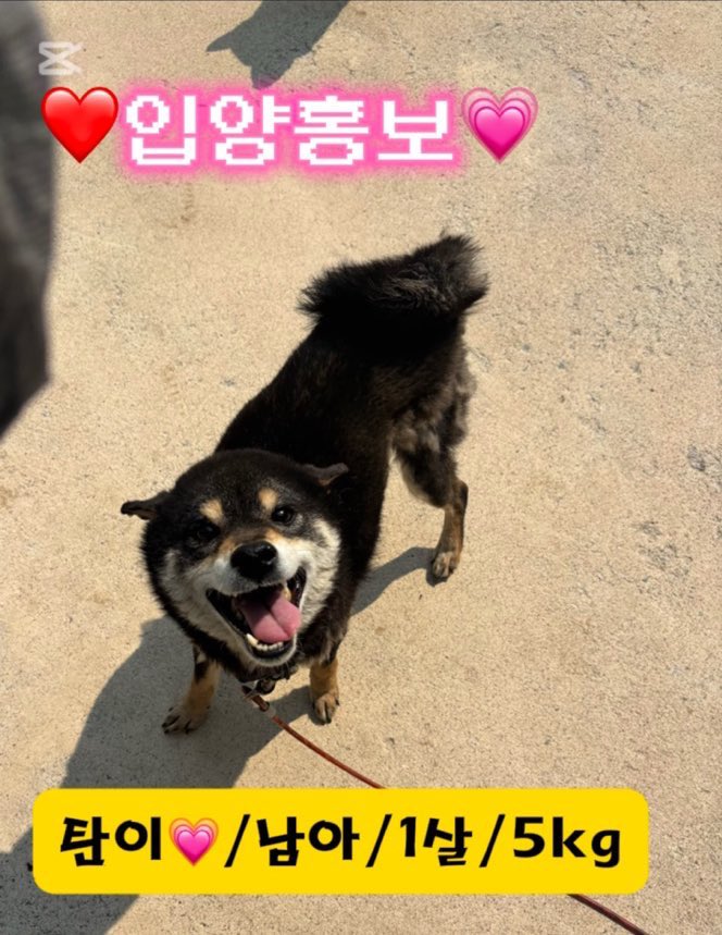 yg_animals's tweet photo. [가족을 찾아요] 시바견 탄이의 가족을 찾습니다. 1살 된 아기 강아지에 6.3kg밖에 안 되는 작은 체구예요. 백수해안도로 입구 카페에서 발견되었습니다. 외부에서 자주 강아지를 유기하는 관광지라 탄이도 버림받은 게 아닐까 싶어요. 심장사상충 2기 초반입니다. (그래서 더욱 유기 정황을 의심) https://t.co/WKcqUkY41j