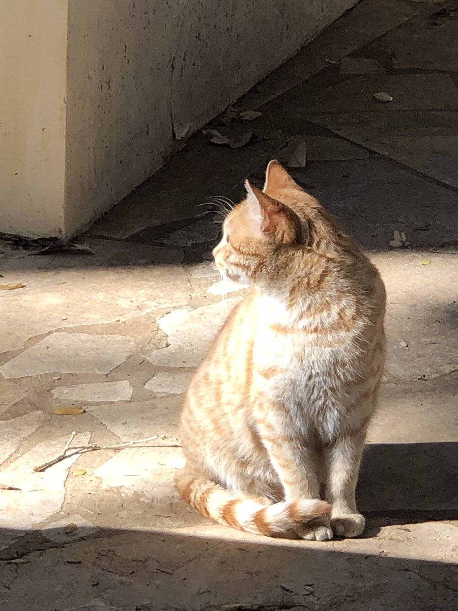 Lovely Friday and a beautiful weekend…🌼🍃☕️🐈🧡🤍🧡
My Photo 📸

#GoodMorningEveryone 🌼 #CoffeeTime ☕️ #CatsLover 🐈 #WeekendVibes ☀️ #BeKindAlways 💐 #PeaceAndLove 🕊️