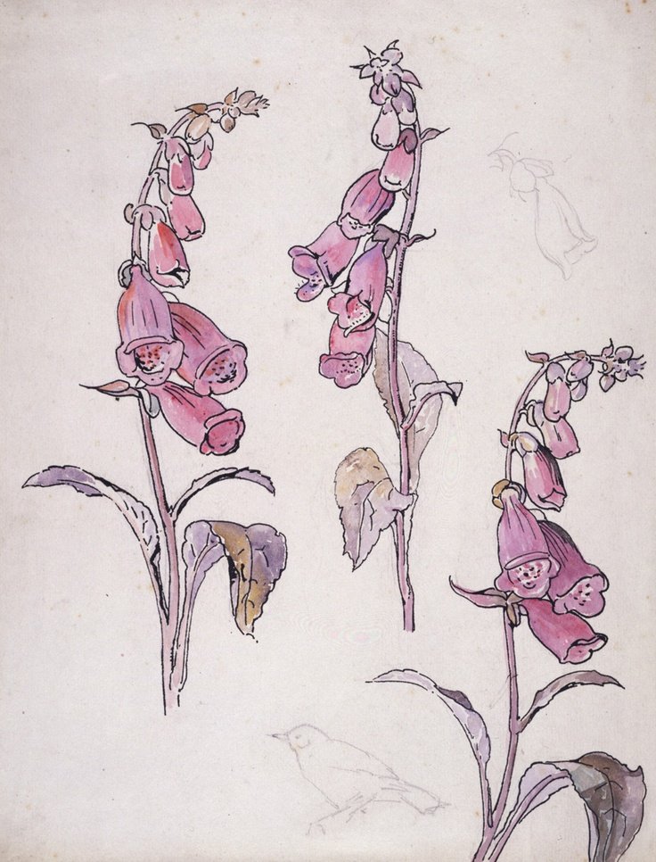 Foxgloves sketches, 1903 by Beatrix Potter, not only an author of children's books but also a keen naturalist #womensart