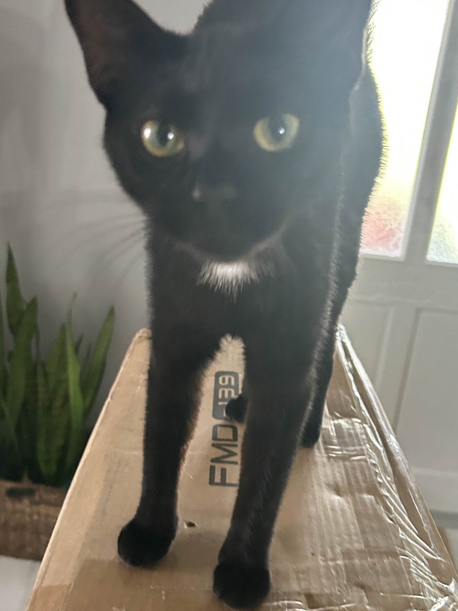 CloudyDreamzs☁️🪽 tweet media