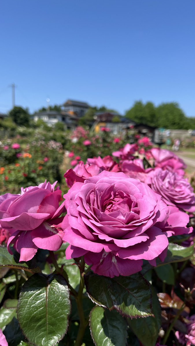 nasanReal's tweet photo. 隣町の日本国花苑のバラ園へ🌹

5月下旬茨城フラワーパークで満開だったけど秋田は今見頃やね〜 https://t.co/PhOLzyeFvc
