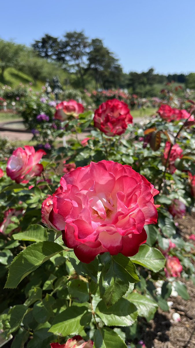 nasanReal's tweet photo. 隣町の日本国花苑のバラ園へ🌹

5月下旬茨城フラワーパークで満開だったけど秋田は今見頃やね〜 https://t.co/PhOLzyeFvc