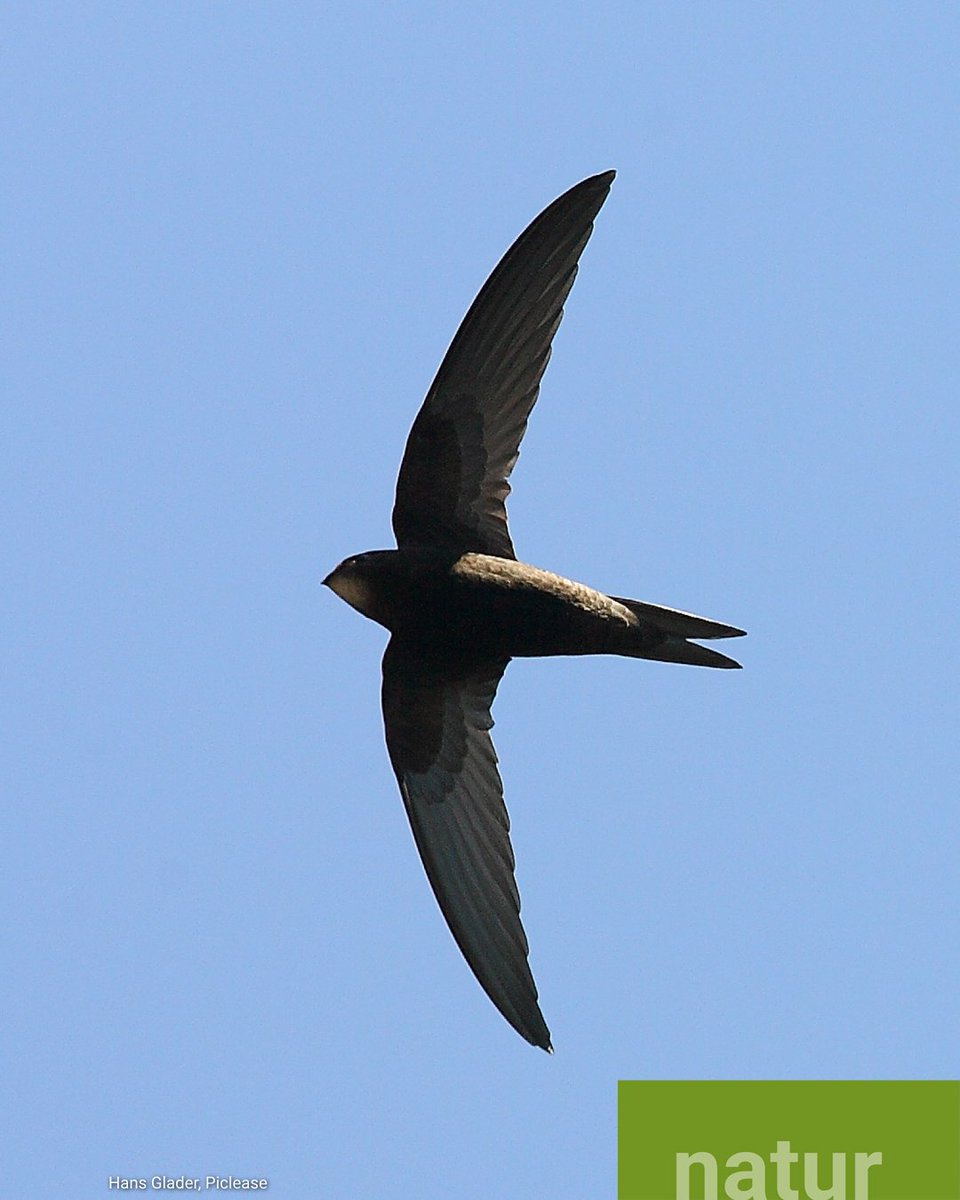 lfu_bayern's tweet photo. Sie sausen mit schrillem Pfiff durch die Luft oder fliegen zwitschernd über uns: #Mauersegler (Bild) und #Mehlschwalben. Während der Jungenaufzucht ist eine gute Zeit, sie im Rahmen von #ADEBAR zu zählen. Die #Vogelschutzwarte erklärt, wie es geht.
👉 https://t.co/dGNOnmmEMh https://t.co/2Y4vLGtLr5