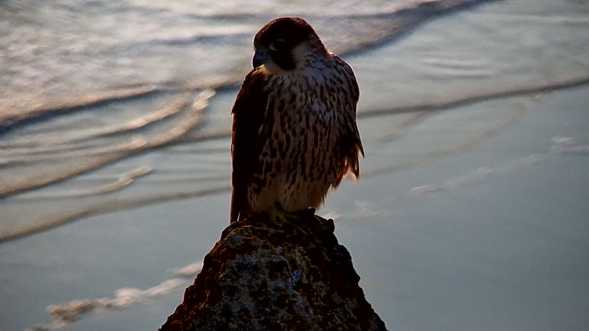 Cromer Peregrine Project (@cromerperegrine) on Twitter photo 