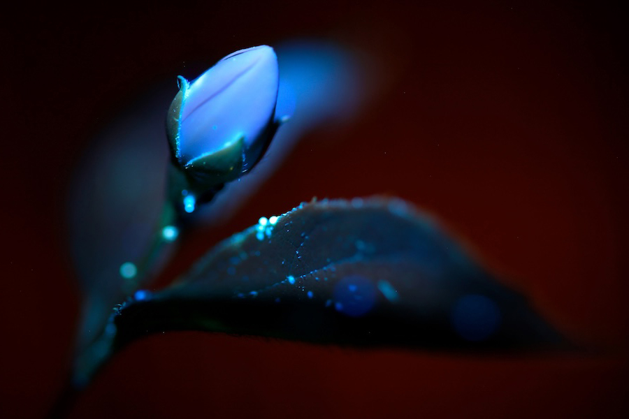 herbholzmann's tweet image. A glow in the dark
(Jasmine flower bud in ultraviolet light)