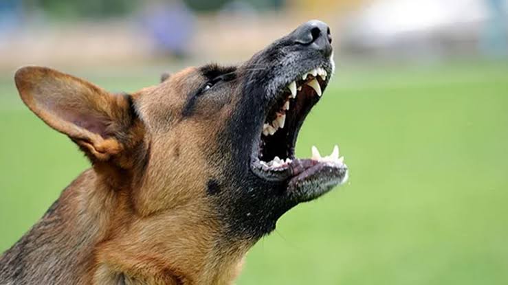 নাসিরনগরে পাগলা কুকুরের তাণ্ডব: নারী-শিশুসহ ৮ জন আহত