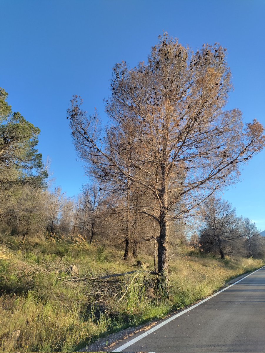 joanknotty's tweet photo. @RosaRodaNews No solo eso, en algunos sitios los montes están así, enfermos y secándose https://t.co/SnxuAWL31P