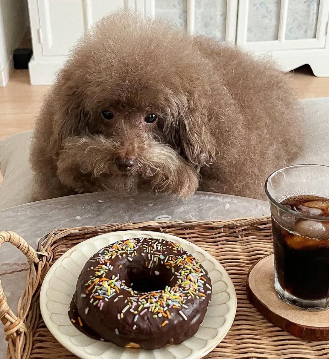 $MOHU wants that donut badly 🍩