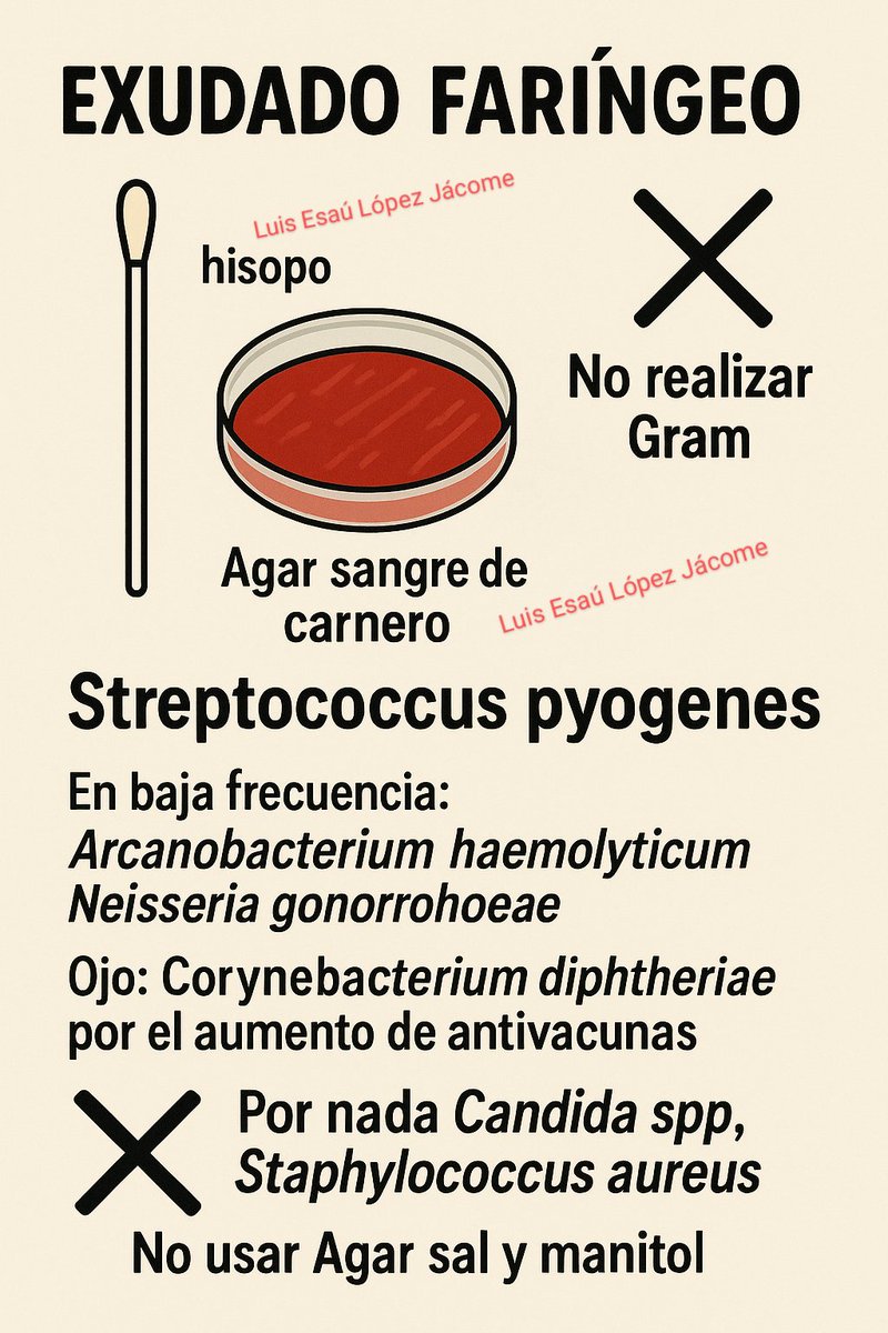 **🔬 HILO: Guía rápida para EXUDADO FARÍNGEO**  

1/6 🧵 ¿Sabías que &gt;90% de infecciones respiratorias altas son **VIRALES**? 🦠  
🚫 No requieren antibióticos.  
El &lt;10% bacteriano es clave diagnosticarlo bien. #MicroThread
