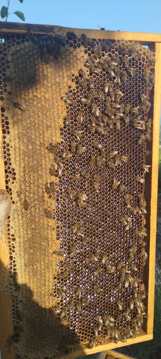 Ситно 🍯🍯🍯