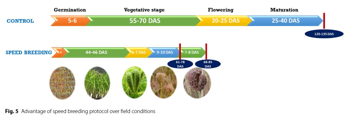 ICRISAT RP: Accelerated Crop Improvement (@icrisatrpaci) on Twitter photo #NewPaperAlert
Rapid Ragi: A breakthrough #speedbreeding protocol by researchers from <a href="/ICRISAT/">ICRISAT</a>, <a href="/ClemsonUniv/">Clemson University</a> <a href="/PjtsauIndia/">PJTAU, Rajendranagar, Hyderabad, Telangana, India</a> published in Plant Methods <a href="/BioMedCentral/">BMC</a> is cutting the breeding cycle of #FingerMillet, enabling faster genetic gains.
š: rdcu.be/eqMEC #NewPaperAlert
Rapid Ragi: A breakthrough #speedbreeding protocol by researchers from <a href="/ICRISAT/">ICRISAT</a>, <a href="/ClemsonUniv/">Clemson University</a> <a href="/PjtsauIndia/">PJTAU, Rajendranagar, Hyderabad, Telangana, India</a> published in Plant Methods <a href="/BioMedCentral/">BMC</a> is cutting the breeding cycle of #FingerMillet, enabling faster genetic gains.
š: rdcu.be/eqMEC
