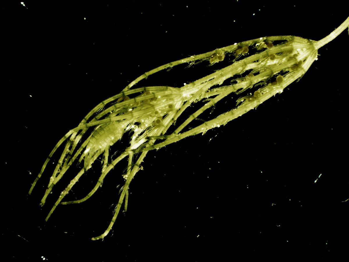 It is official! First Chara delicatula in generative phase after restoration of Mielenko Lake, Kartuzy 🤩 photo credits- prof. Andrzej Hutorowicz