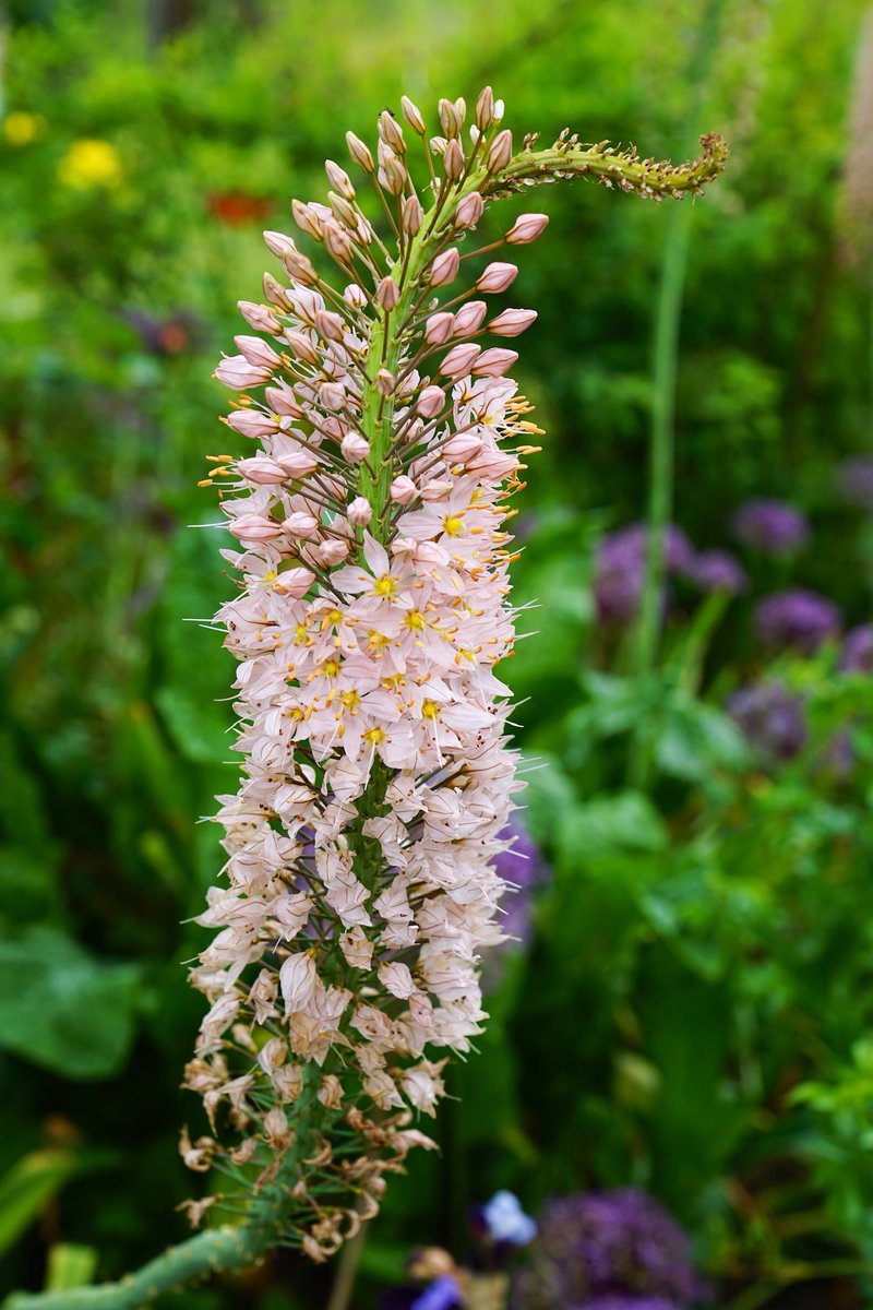 Guten Morgen ihr Lieben 🫶 
Habt einen entspannten Freitag 
Und kommt gut ins Wochenende 🌸☕️☕️🌺🍀