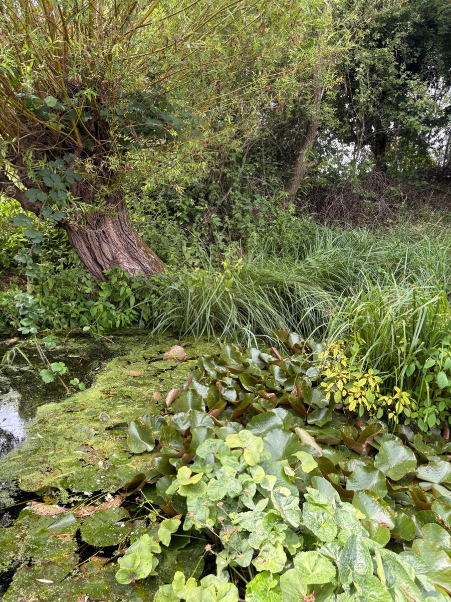 “When I was a child, the boys fetched catkins. They said - that tree, if they walked across the green carpet that lay upon the water – they would have found a victory. Beneath the surface a peg was waiting. Her, with the skinny paws and sharp teeth”

shorturl.at/9yj6D