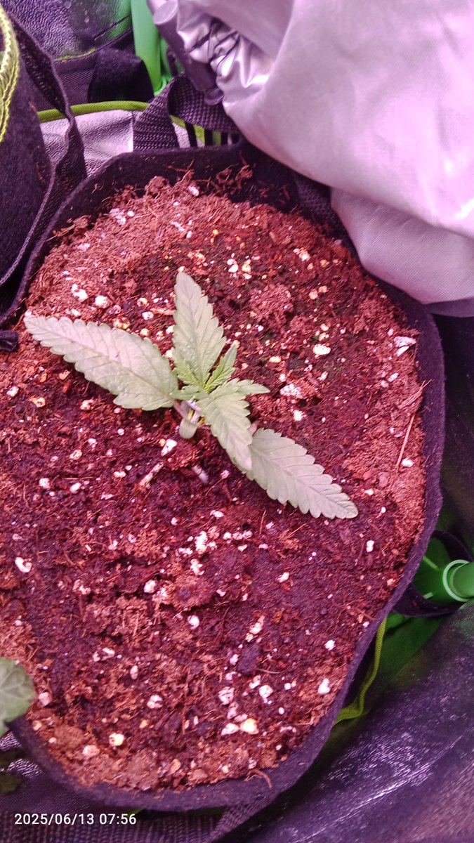 MacCheech (@maccheech1) on Twitter photo Moin Gromies 👋
Hier haben wir:
Strawberry Gorilla am Tag 16 und die Blueberry Auto Tag 7 von <a href="/Fast_Buds_De/">Fast Buds DE</a>
Sowie
der Mikrogrow der Green Posion Auto von <a href="/sweetseeds/">Support Sweet-Seeds</a>
Jetzt läuft's endlich bei allen, die GP sollte raus aber ich habe ne Blattlaus Invasion auf dem Balkon. 🤬 Moin Gromies 👋
Hier haben wir:
Strawberry Gorilla am Tag 16 und die Blueberry Auto Tag 7 von <a href="/Fast_Buds_De/">Fast Buds DE</a>
Sowie
der Mikrogrow der Green Posion Auto von <a href="/sweetseeds/">Support Sweet-Seeds</a>
Jetzt läuft's endlich bei allen, die GP sollte raus aber ich habe ne Blattlaus Invasion auf dem Balkon. 🤬