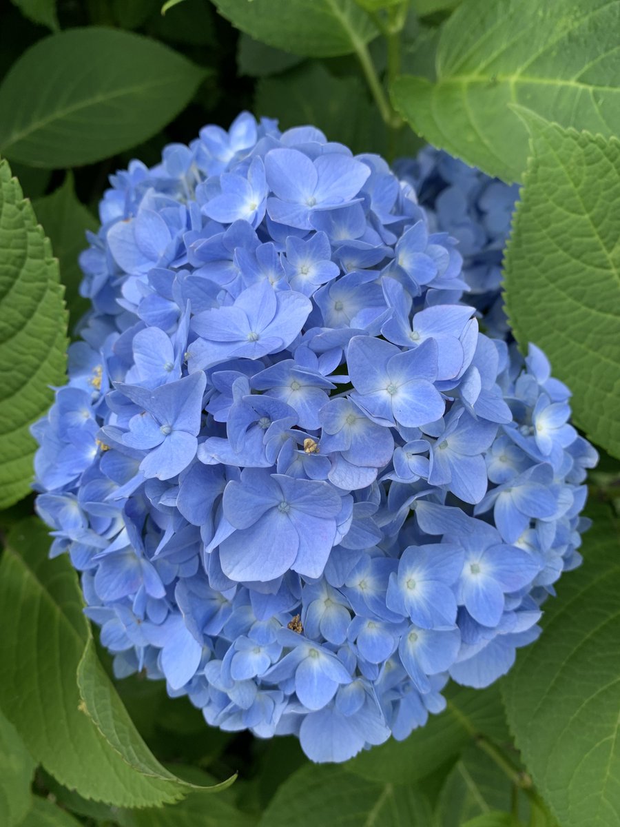 During Japan’s rainy season, skies may be gray and daylight short, but hydrangeas bloom in full glory, their vivid colors bringing comfort to dreary days. Thriving in the rain, they remind us that even in challenging times, we can find unexpected beauty and quiet moments of joy.