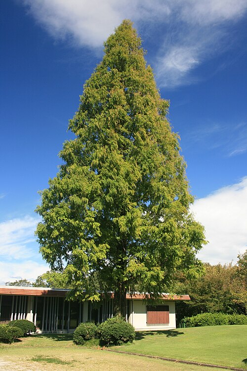Tree of the Day: Dawn Redwood (Metasequoia glyptostroboides)
Thought extinct until rediscovered in China in 1944