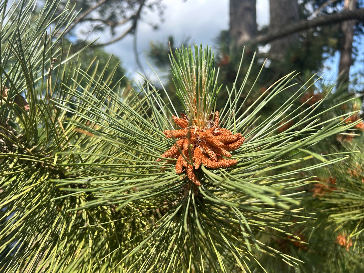 Day 13 #30DaysWild took a close up photograph of a beautiful tree🌳💚