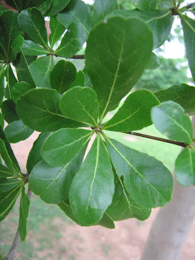 The Madagascar plant is a top herb for infection and other conditions. It cures 

🌿gonorrhoea
🌿syphilis 
🌿stomach ulcer
🌿candidiasis 
🌿hypertension
🌿malaria
🌿herpes
🌿cough

Boil a handful of the leaves or stem and drink a teacupful twice daily before meals. 

Nature heals