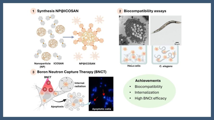 New #ICMABresearch published in <a href="/Pharmaceut_MDPI/">Pharmaceuticals MDPI</a>!

📌Enhancing Boron Neutron Capture Therapy (BNCT) with Materials Based on COSAN-Functionalized Nanoparticles

icmab.es/enhancing-boro…

📜Read the paper here: mdpi.com/1424-8247/18/4…