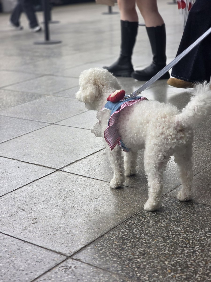 왕머니 왕버지와 함께 부산까지 온
왕호네 강아디🥜🐶