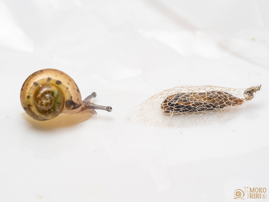 snails (@hdot_mokoriri) / Posts / X