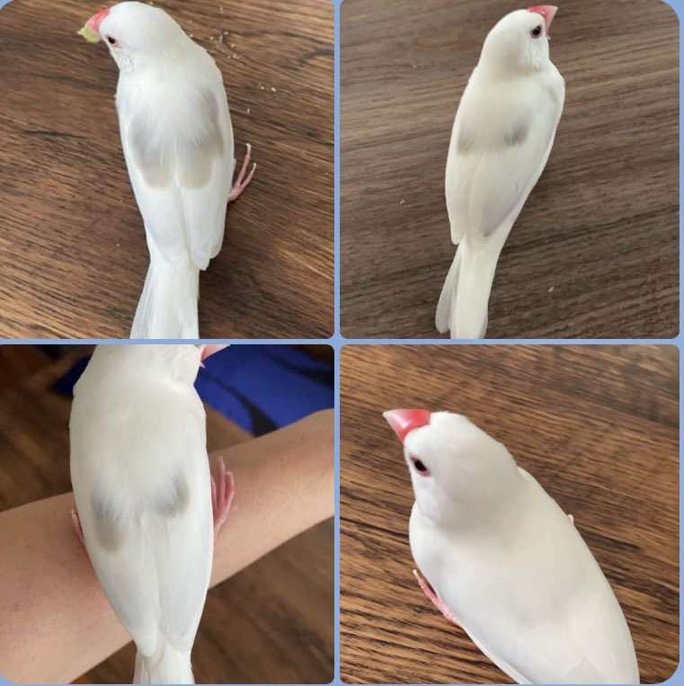 va_avv's tweet photo. お迎えから3ヶ月
グレーの背中がだんだん白くなってきました
#雛換羽
#文鳥かわいい
#久しぶりのお迎え
#可愛い白文鳥 https://t.co/0IHXHPUavk
