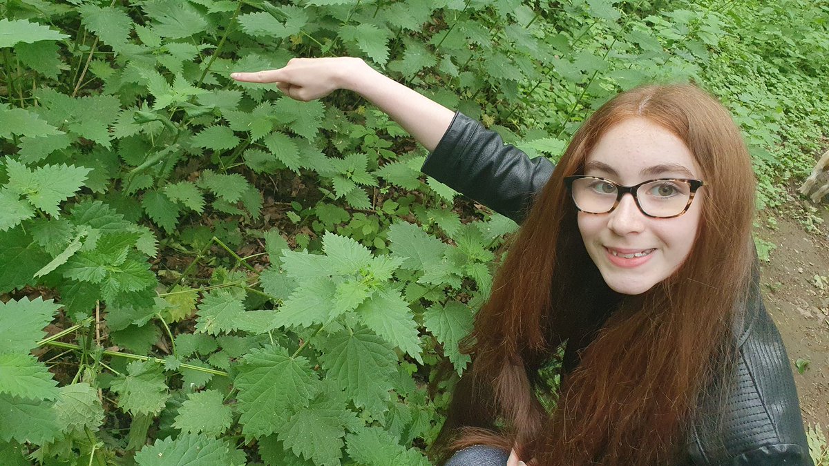 Rebecca's Butterfly Farm (BCyA) (@beccasbutterfli) on Twitter photo There's caterpillars living in these curled up Nettle leavesπ₯ππ₯π¦
#LetNettlesGrow There's caterpillars living in these curled up Nettle leavesπ₯ππ₯π¦
#LetNettlesGrow