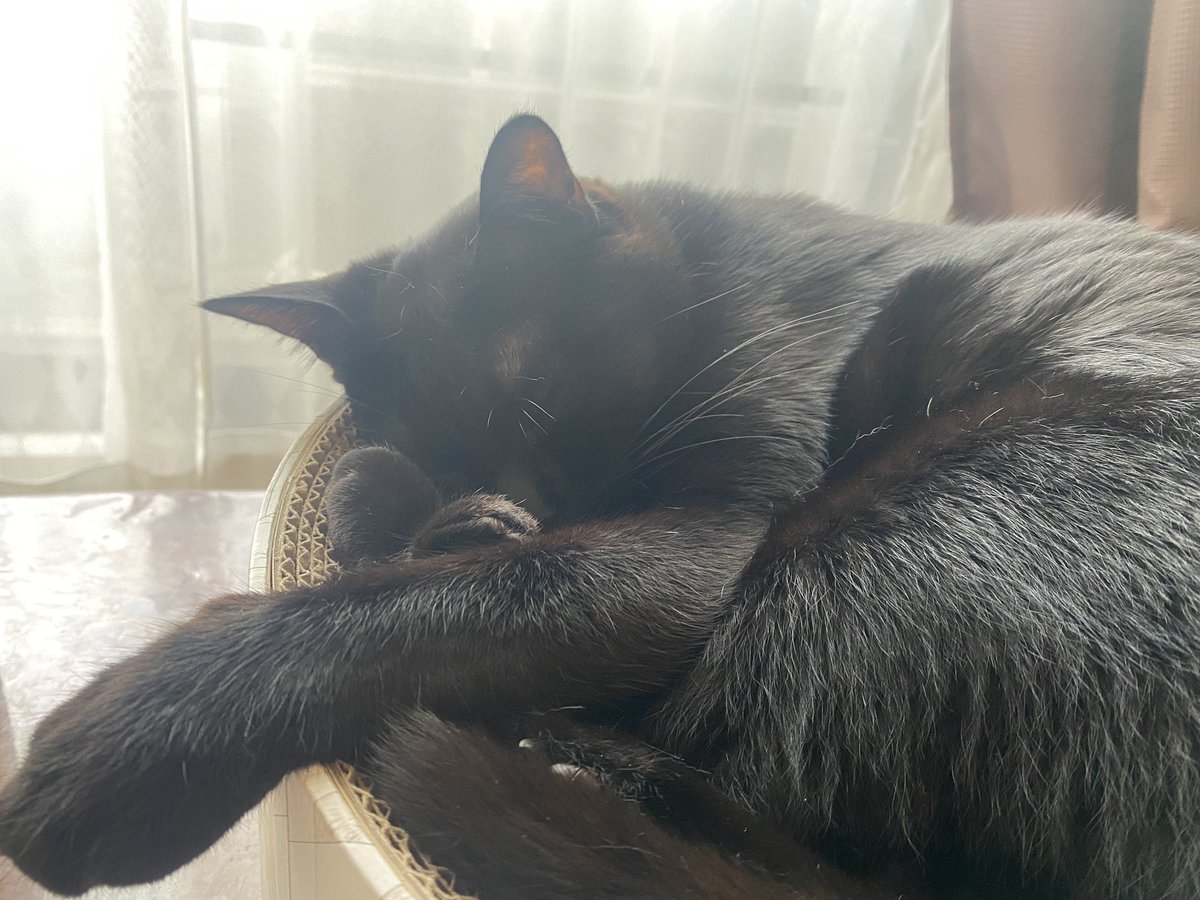 nima_popo's tweet photo. ずっと投稿できておらず…
ニマもポポも元気に過ごしております🐱
猫ちゃんって暑くても冷房入ってる部屋にずっといないよね笑 https://t.co/PtUkhXtXFE