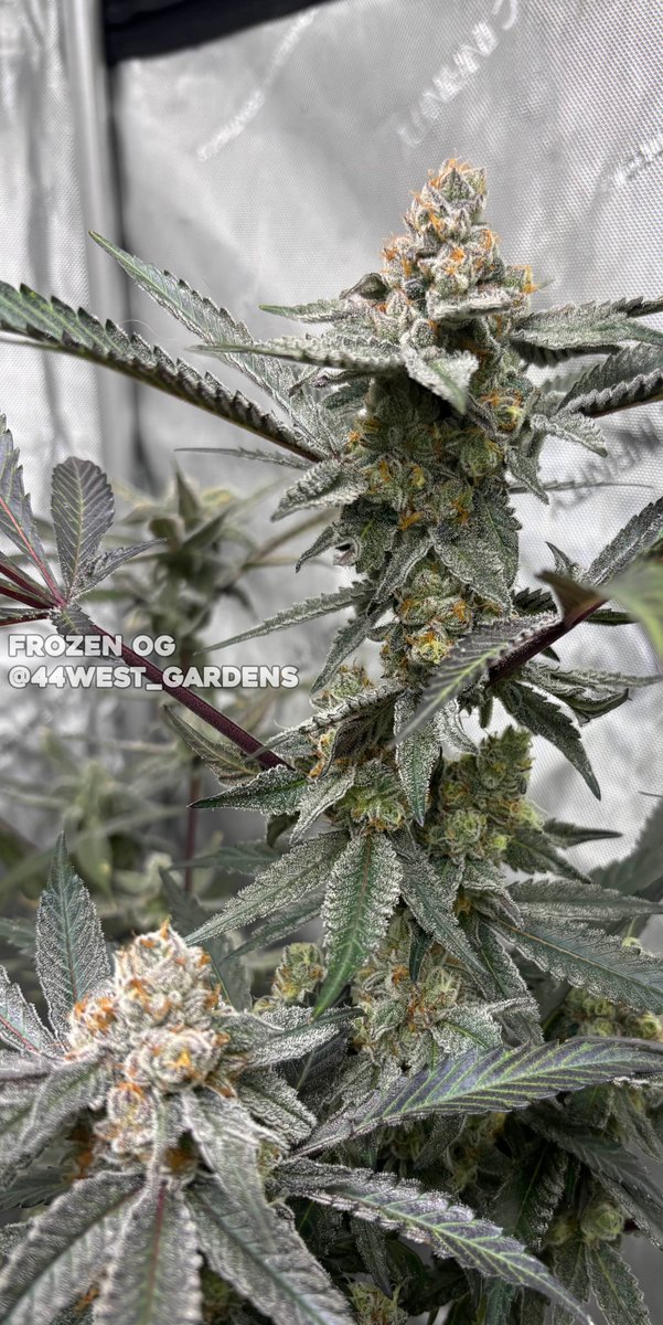 Frozen OG 🔥
Grown/Photo by 44west_gardens (Discord)
Bred by #RobinHoodSeeds

#cannabis #cannabiscultivation #nugshot