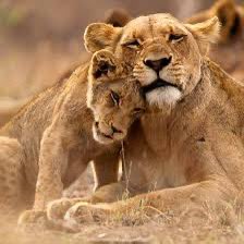 עם כלביא לא מפקיר את הכפירים לשיני הטורף!

נתניהו עלה לנאום.
נאום של גאווה עצמית, של השוואות היסטוריות.
משה רבנו. יהושע בן נון.
אבל דבר אחד הוא לא אמר
הוא לא אמר מילה אחת על החטופים.
לא על הילדים.
לא על האימהות.
לא על הזקנים.
לא על הנעדרים שלנו, שנמצאים בשבי כבר יותר מ־250 יום.