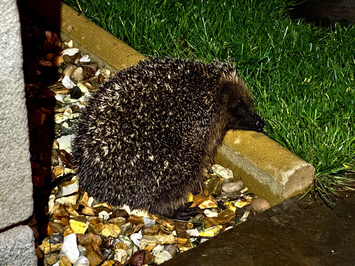 Scrappy was delighted that his little spiky friend Milligan showed up for a chat last night. Always nice to see him.