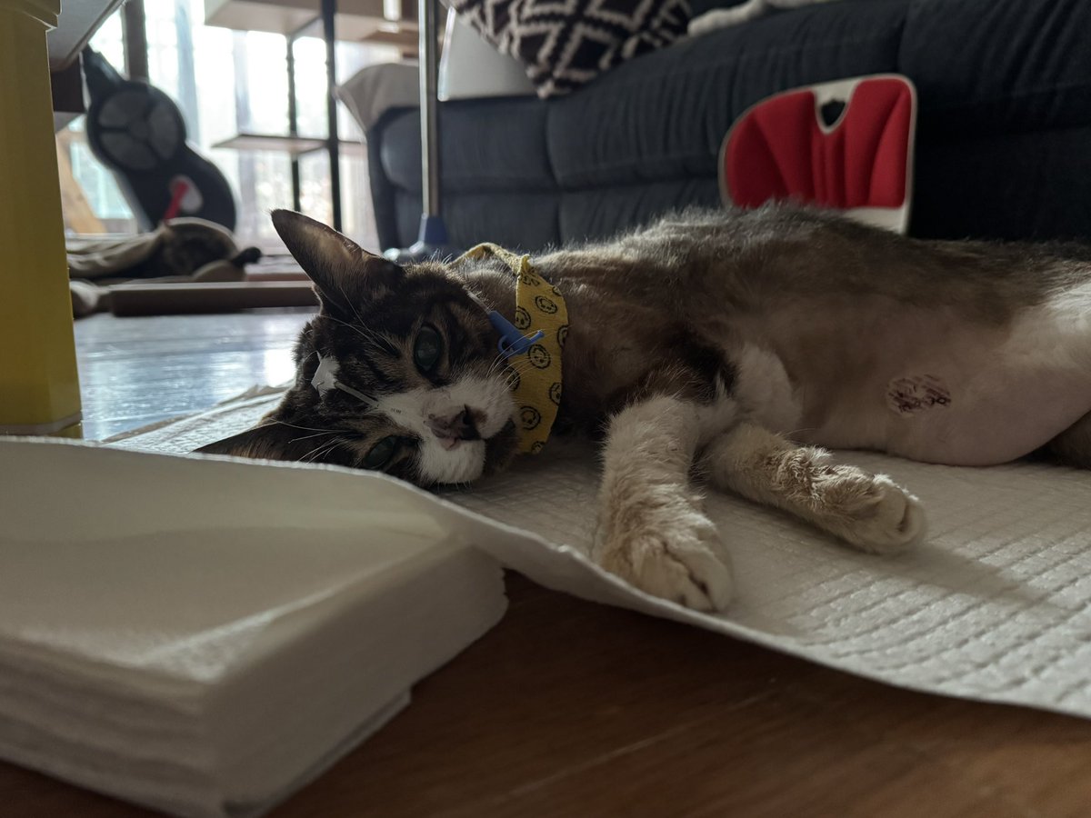 율이가 지구별여행을 정리하고 있습니다. 정리를 마치고 고양이별로 떠나는 순간까지 아파하지 않게 기도해 주세요.율아 아빠 도착할 때까지 조금만 힘내.